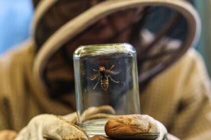 Asiatische Hornisse: Wer ist zuständig, was kostet die Entfernung eines Nests?