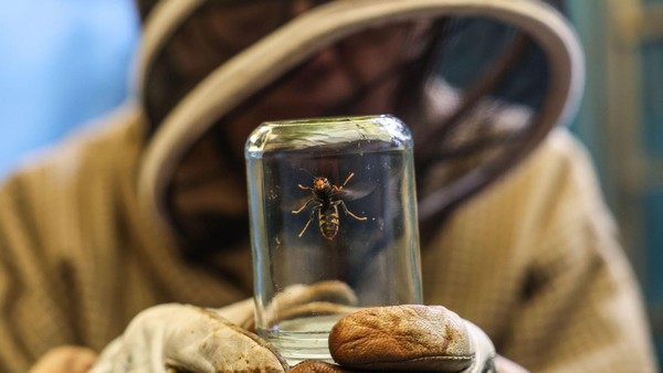 Asiatische Hornisse: Wer ist zuständig, was kostet die Entfernung eines Nests?