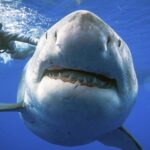 Hai gegen Goldfische im Ententeich? Verrückter Vorschlag aus Dinslaken