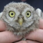 Hitze-Drama um Tier-Nachwuchs: Eulenbabys springen aus dem Nistkasten