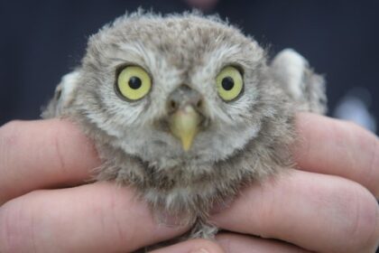 Hitze-Drama um Tier-Nachwuchs: Eulenbabys springen aus dem Nistkasten