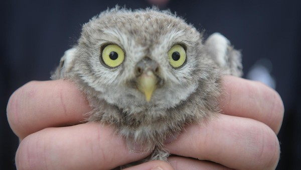 Hitze-Drama um Tier-Nachwuchs: Eulenbabys springen aus dem Nistkasten