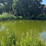 Hitze und Algen: Sauerstoffgehalt im Dinslakener Ententeich sinkt