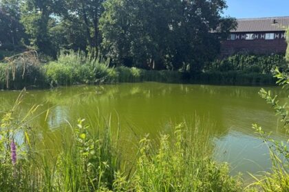 Hitze und Algen: Sauerstoffgehalt im Dinslakener Ententeich sinkt