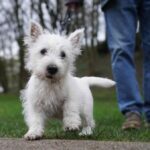 Hundesteuer in Voerde: Neue Regelung – diese Halter müssen ein Jahr nicht zahlen