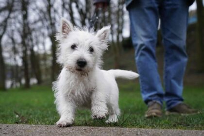 Hundesteuer in Voerde: Neue Regelung – diese Halter müssen ein Jahr nicht zahlen