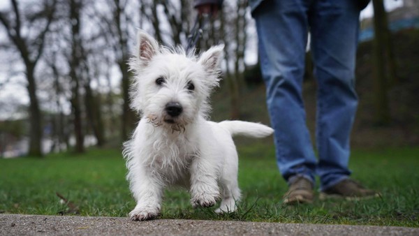 Hundesteuer in Voerde: Neue Regelung – diese Halter müssen ein Jahr nicht zahlen