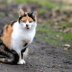 Katze in Voerde angefahren: Welche Pflichten haben Halter und Fahrer?