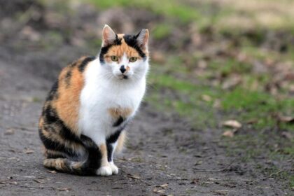 Katze in Voerde angefahren: Welche Pflichten haben Halter und Fahrer?