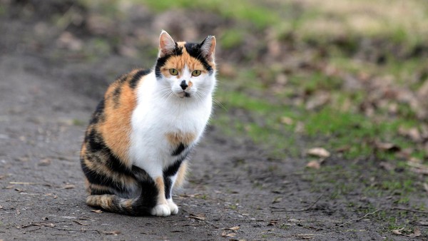 Katze in Voerde angefahren: Welche Pflichten haben Halter und Fahrer?