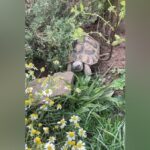 Spellen: Aufregung um Fund-Schildkröte Hercules - plötzlich ruft das Amt an