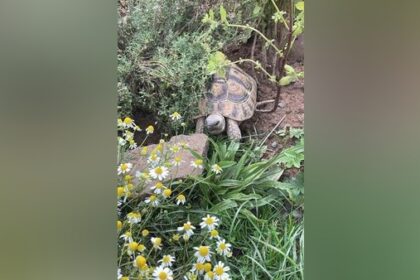 Spellen: Aufregung um Fund-Schildkröte Hercules - plötzlich ruft das Amt an