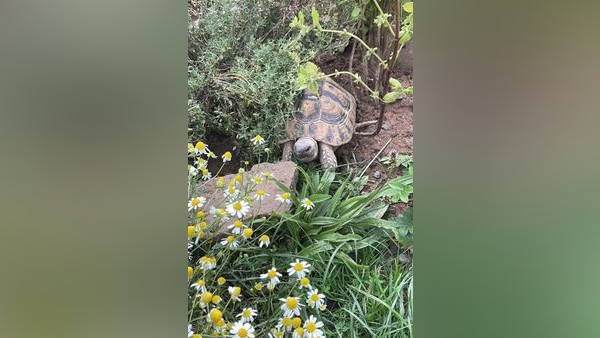 Spellen: Aufregung um Fund-Schildkröte Hercules - plötzlich ruft das Amt an