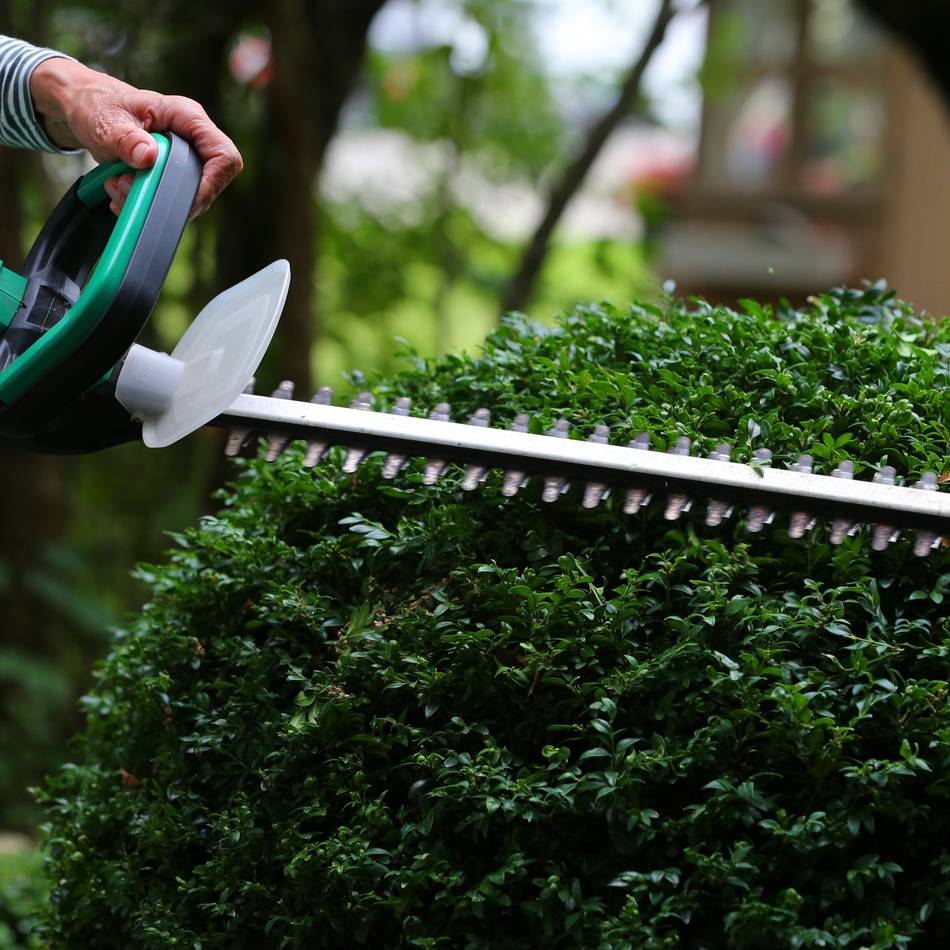 Wettbewerb gestartet: Kreis Wesel sucht die schönste Hecke – das ist das Preisgeld