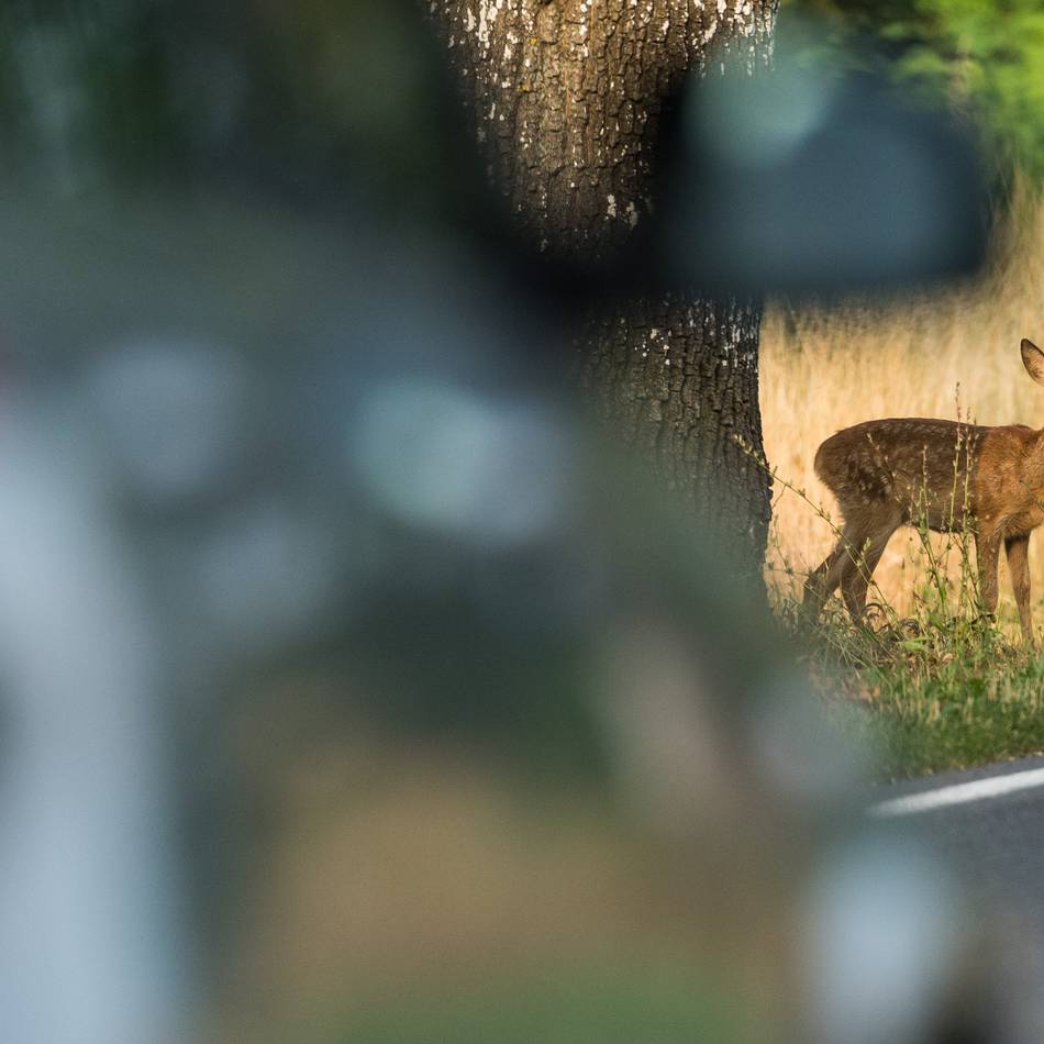 Wildunfälle im Kreis Wesel : Paarungszeit erhöht Unfallgefahr – Tipps vom Jäger