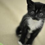 22 Katzen aus kleiner Wohnung befreit – „Kreis Wesel ertrinkt in Tierschutzfällen“
