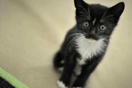 22 Katzen aus kleiner Wohnung befreit – „Kreis Wesel ertrinkt in Tierschutzfällen“