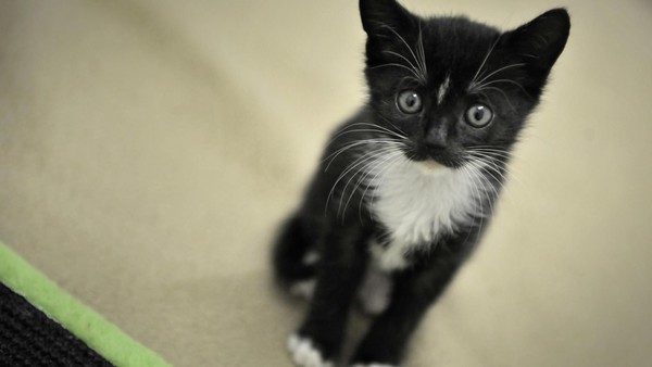 22 Katzen aus kleiner Wohnung befreit – „Kreis Wesel ertrinkt in Tierschutzfällen“