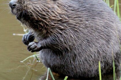 Biber, Blaukehlchen, Azurjungfer: Seltene Arten in den Lippeauen nachgewiesen