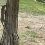 Dinslaken: Spielplatz-Anwohner knipst fette Ratte – „werden wegziehen“