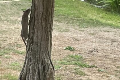 Dinslaken: Spielplatz-Anwohner knipst fette Ratte – „werden wegziehen“