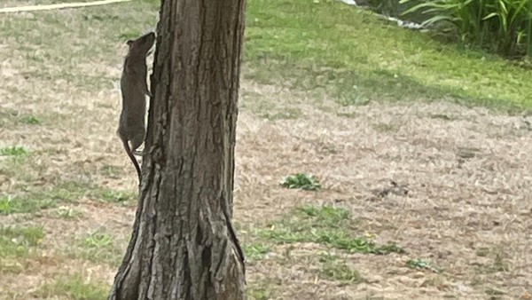 Dinslaken: Spielplatz-Anwohner knipst fette Ratte – „werden wegziehen“
