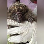 Immer mehr schwer verletzte Igel: „Es reißt einem das Herz raus“ – die Lösung
