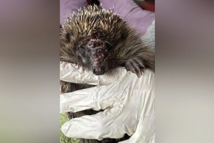 Immer mehr schwer verletzte Igel: „Es reißt einem das Herz raus“ – die Lösung
