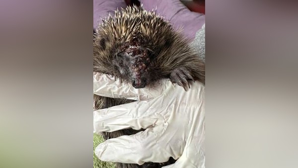 Immer mehr schwer verletzte Igel: „Es reißt einem das Herz raus“ – die Lösung