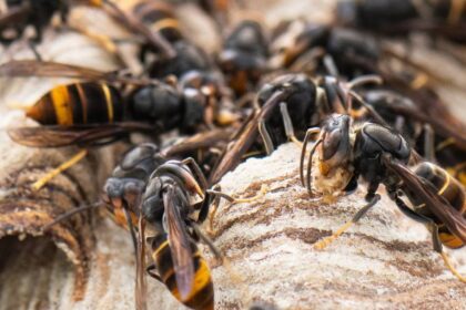 Kampf gegen invasive Art: „Asiatische Hornisse kommt bald zum Grillen“ – schon 230 Nester im Kreis Wesel zerstört