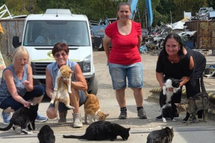 Martina Droste (68) kümmert sich um Katzen in Not: „Bin da reingerutscht“