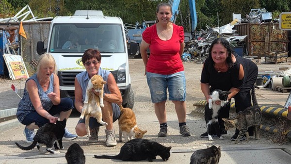 Martina Droste (68) kümmert sich um Katzen in Not: „Bin da reingerutscht“