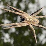Nosferatu-Spinne erobert den Niederrhein – harmlose Mitbewohnerin mit Biss