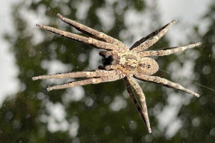 Nosferatu-Spinne erobert den Niederrhein – harmlose Mitbewohnerin mit Biss