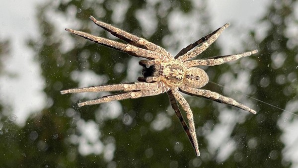 Nosferatu-Spinne erobert den Niederrhein – harmlose Mitbewohnerin mit Biss